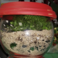 Candy jar terrariums