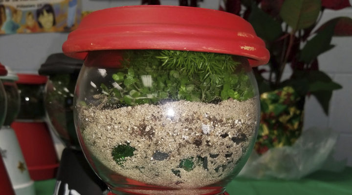 Candy jar terrariums