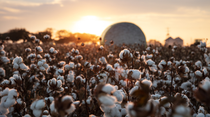 Cotton Haul of Fame