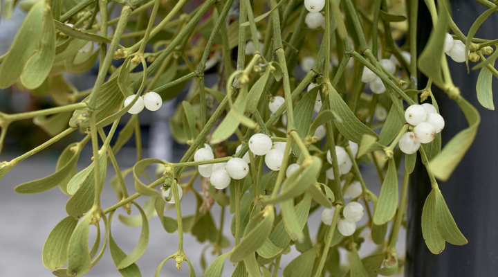 mistletoe