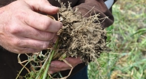 soil health soil cover crop cover crops (Stock photo via NRCS Oregon, Flickr/Creative Commons)