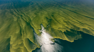 Harmful Algal Blooms