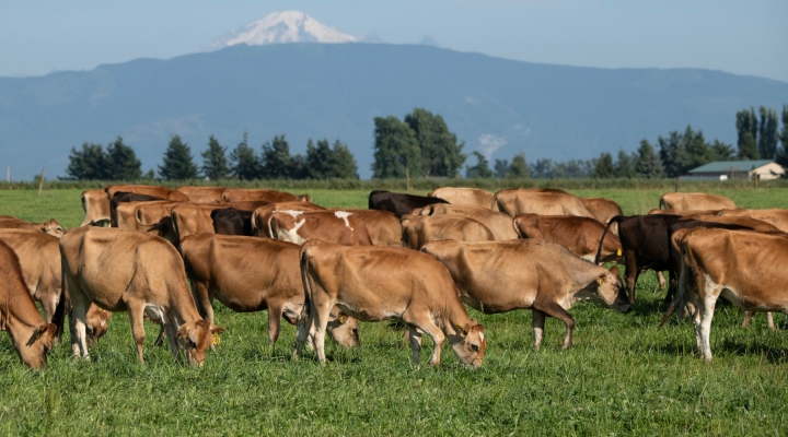 Grant Funding Available to Dairy Processors