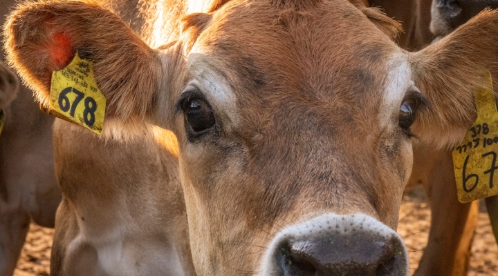 American Jersey Cattle Association