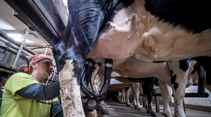 Milk Testing