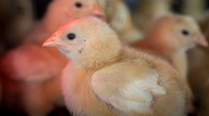 Antibiotics in US Poultry