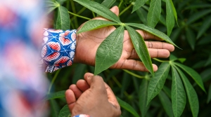 Harvest for Health