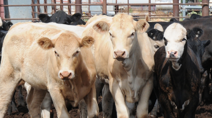 Livestock Returns to Australia, Minnesota cattle on feed