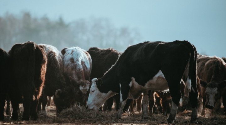 Livestock Processing Equipment Grant