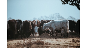 Pasture range forage insurance cattle livestock markets monitor