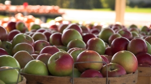 education budget, Michigan Apple Month, Specialty Crop Block Grant, Washington agricultural production