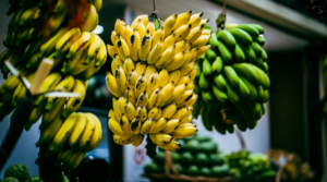 Cultivated Bananas