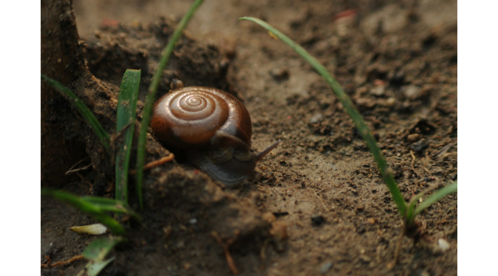 regenerative agriculture California