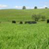 pasture leases, Agricultural Land Easement