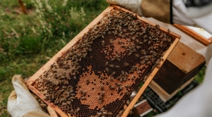 Beekeeping School