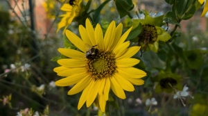 Great Southeast Pollinator Census