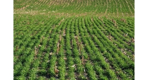 cover crop adoption, Soil and Water Outcomes Fund, soil health, Fall Covers for Spring Savings, NLRS, VHW, Conservation Cropping Seminar, Northwest Illinois Agronomy Summit, soil health, Lake Erie