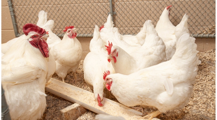 HPAI, Michigan October chickens, Ohio chickens