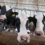 New Treatment for Dairy Cows Could Help Fight Antibiotic Resistance, Study Finds