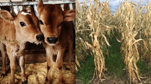 Dairy and Field Crop