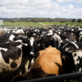 Influenza in Cattle