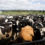 New Guidelines for Surveillance of Influenza in Cattle