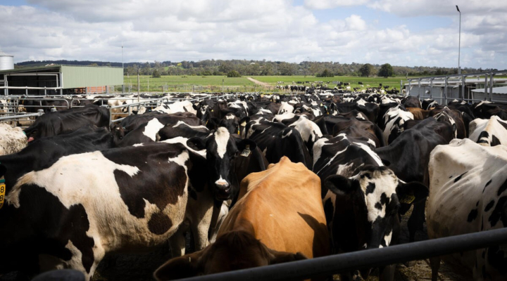 Influenza in Cattle