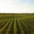 Taste of Maryland Agriculture