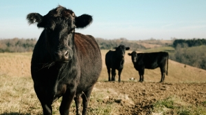 Liver Abscesses in Cattle, cash receipts, Stockmanship with Curt Pate