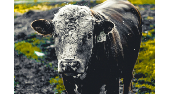 cattle chat steer weight