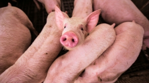 African Swine Fever Virus