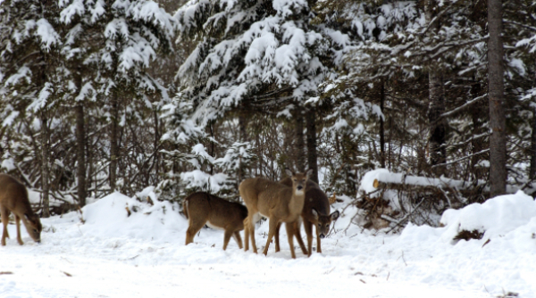 Michigan deer hunting