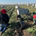 Farmworker Housing