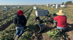 Farmworker Housing