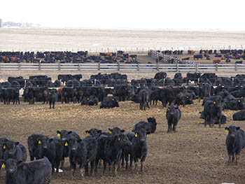 Feedlot Forum 2025