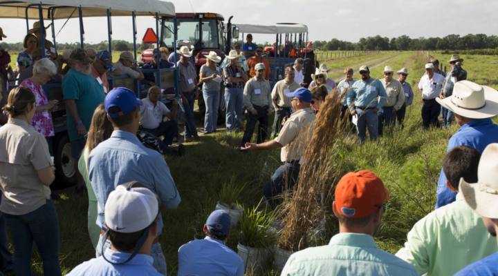 field days