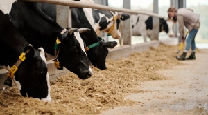 Dairy Farm from Foreclosure