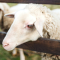 Appointments to the American Lamb Board