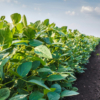 Appointments to the United Soybean Board, Michigan Soybean On-Farm Research