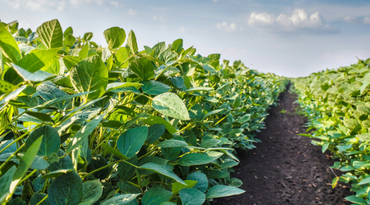 Appointments to the United Soybean Board, Michigan Soybean On-Farm Research