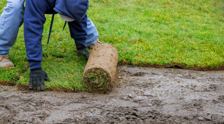 Grass Sod