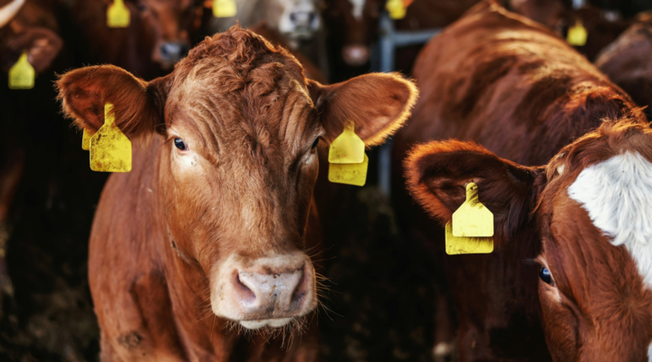 Cattlemen’s Beef Promotion and Research Board