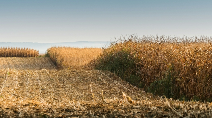 MISSOURI CORN SCHOLARSHIP