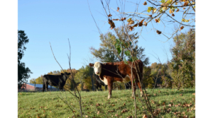 cattle marketing livestock