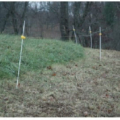 stockpiled grass