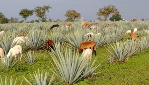 agave