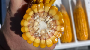 Kernel-Flex Hybrids