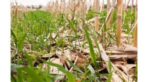 cover crops, Soil and Water Outcomes Fund, Continuous Living Cover, Nutrient Stewardship Field Days