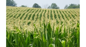 May WASDE report, Indiana yield, National Corn Yield Contest, Indiana Corn Marketing Council