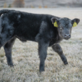 cattle market marketing calf calves